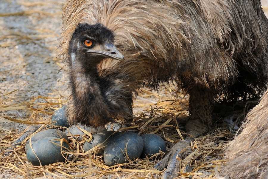 emu, emu eggs birds, animal parents, fatherhood