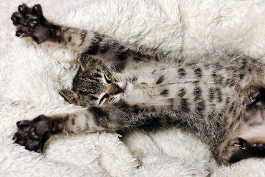 cat, kitty, cat behavior, pets, animals