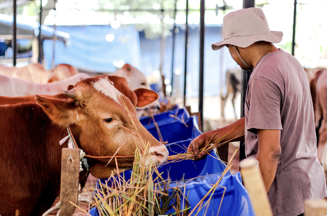 domesticated animals, wild animals, horse, zebra, pets, zoology, animal video, animals, science, exotic pets