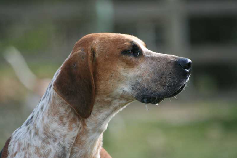 dogs, dog breeds, akc, akc breed rankings, most popular dogs, pets, family pets, english foxhound