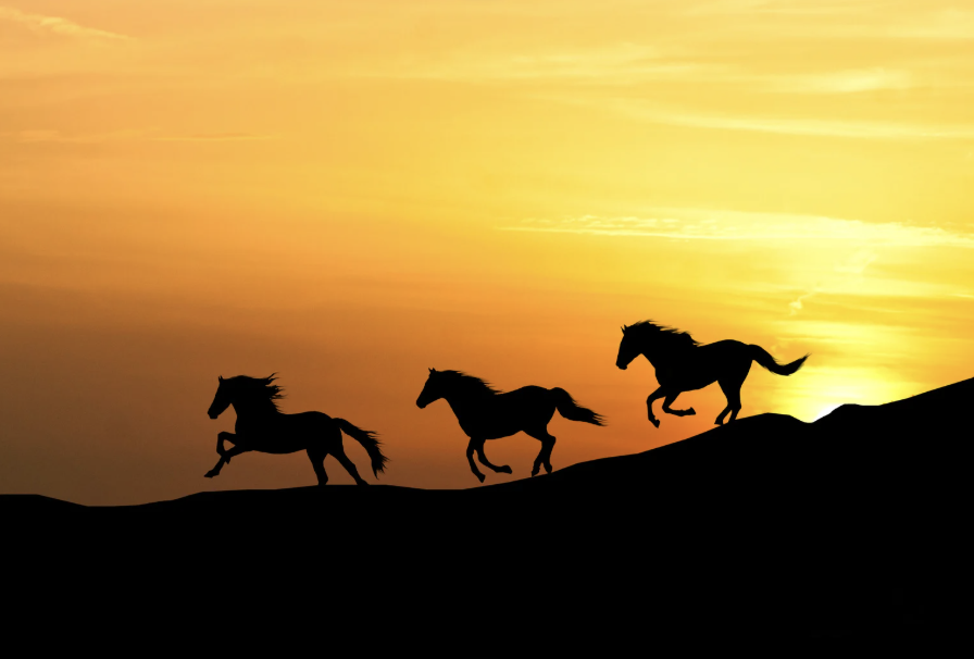 domesticated animals, wild animals, horse, zebra, pets, zoology, animal video, animals, science, exotic pets