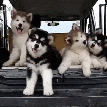 puppies, pets, dog, pet names, cutness