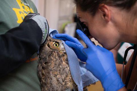 owl, great horned owl, wildlife rescue, wildlife rehabilitation, Best Friends Animal Sanctuary