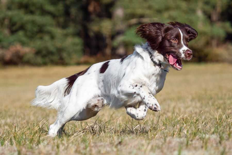 dogs; man's best friend; introverts; extroverts; dog breeds; calm dogs; happy dogs
