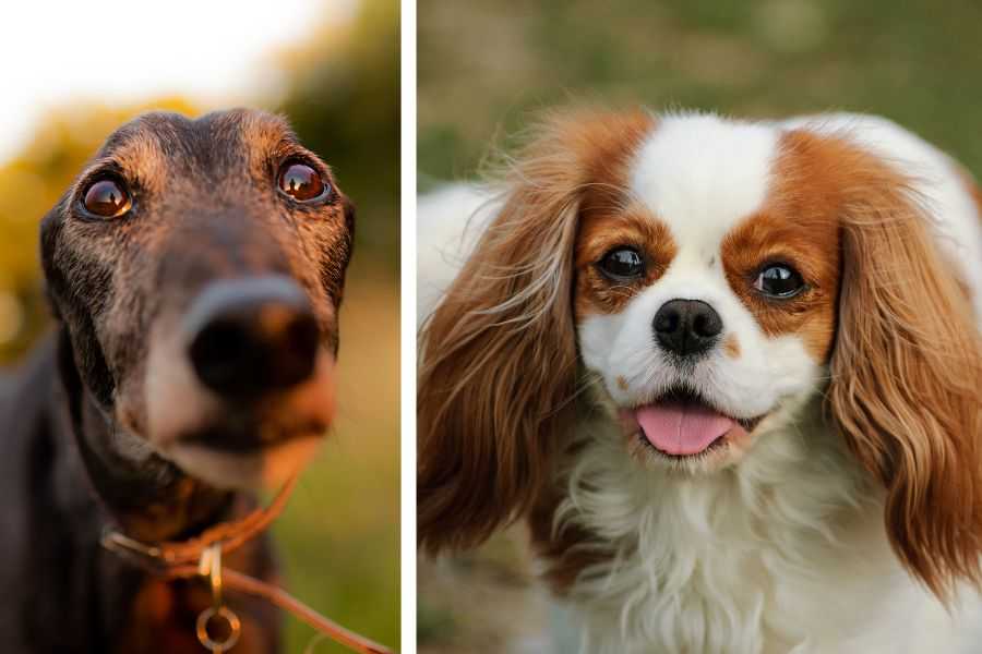Quietest Dog Breeds Exposed By Experts, Perfect For Peaceful Homes