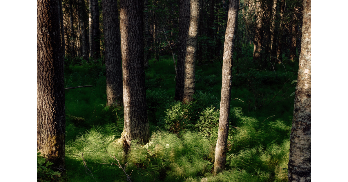 island life, Finland, Helsinki coast, island, summer home
