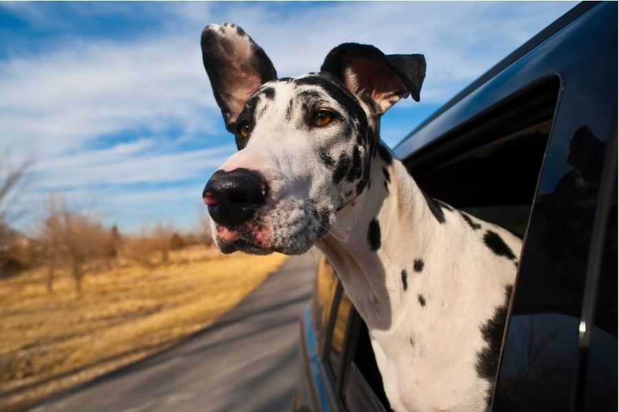 dogs; man's best friend; introverts; extroverts; dog breeds; calm dogs; happy dogs