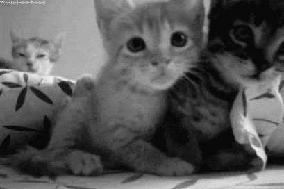 kittens, cats, cat names, trends, cuteness