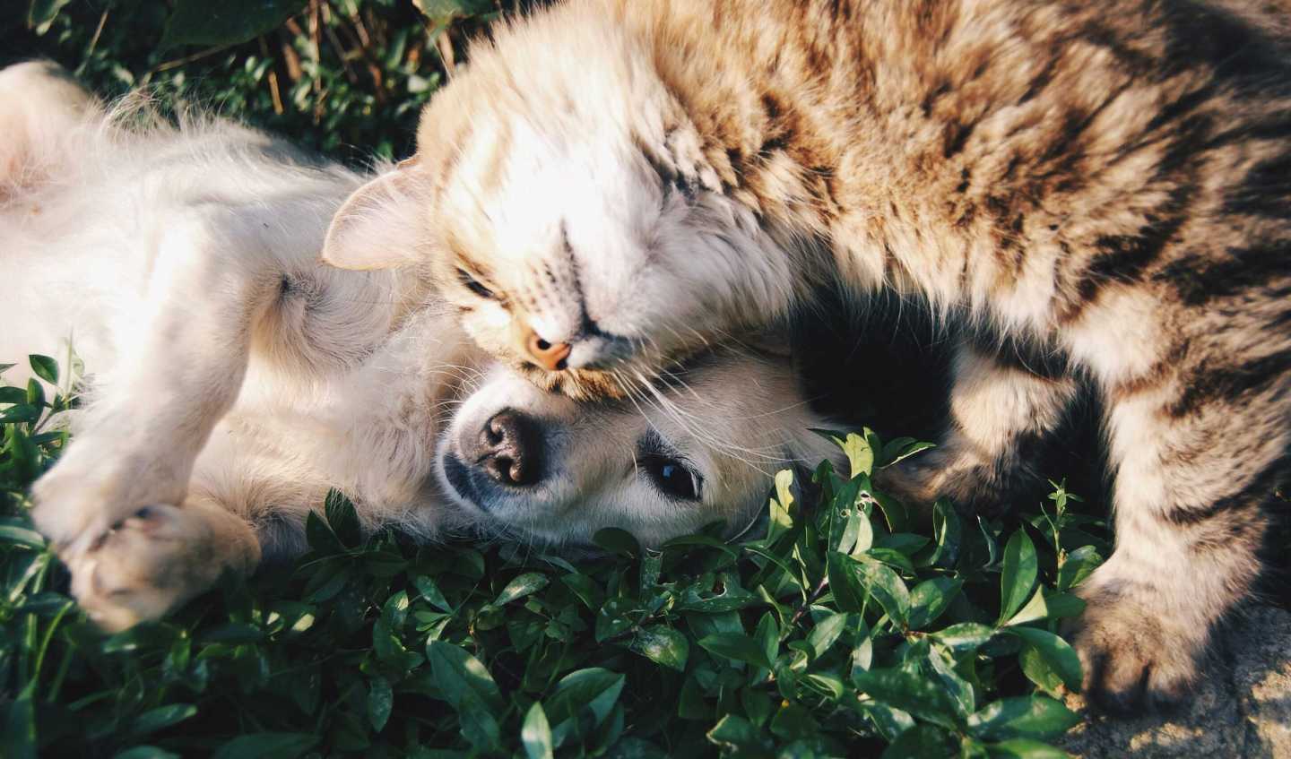 dogs, cats, pet names, trending, names