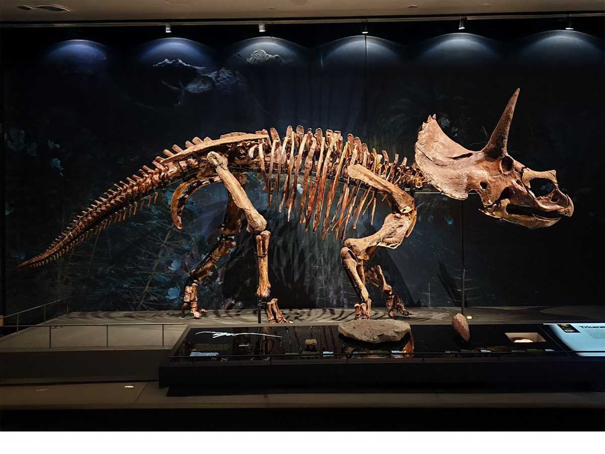 dinosaurs, flat earther, intellignece, cognitive processing, belief systems, historical accuracies, reality