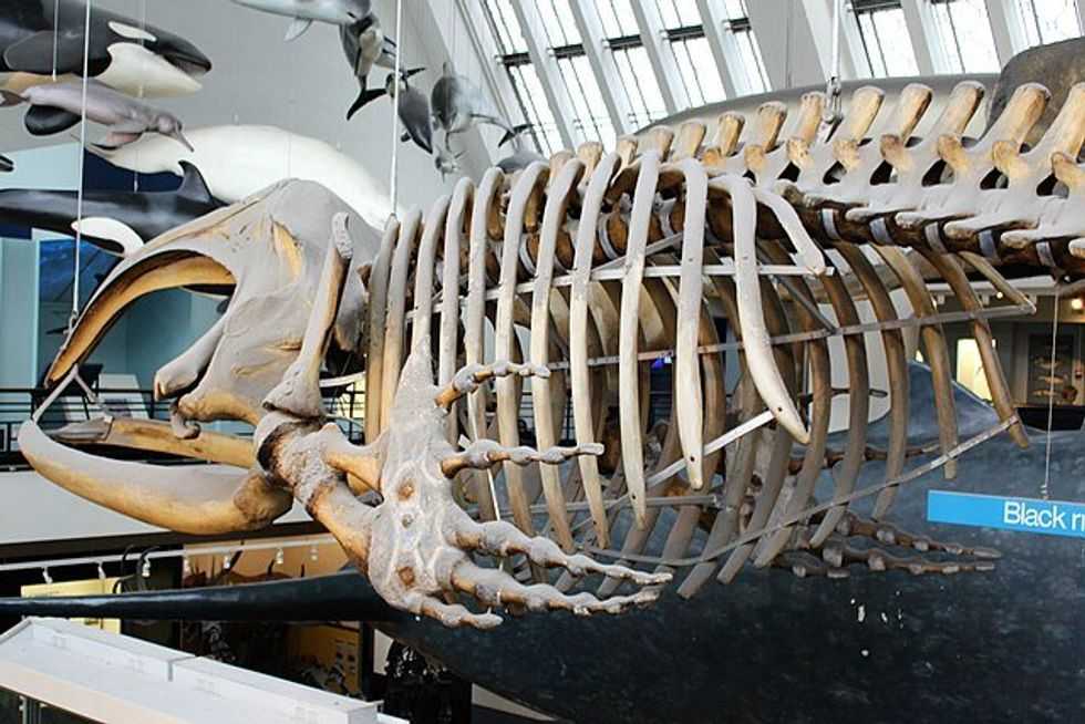 bowhead whales, whaling, whaling history, ancient whales, balaena mysticetus, baleen whales, bowhead bones