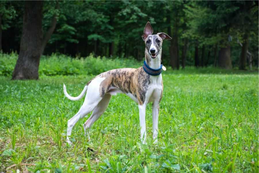 dogs; man's best friend; introverts; extroverts; dog breeds; calm dogs; happy dogs