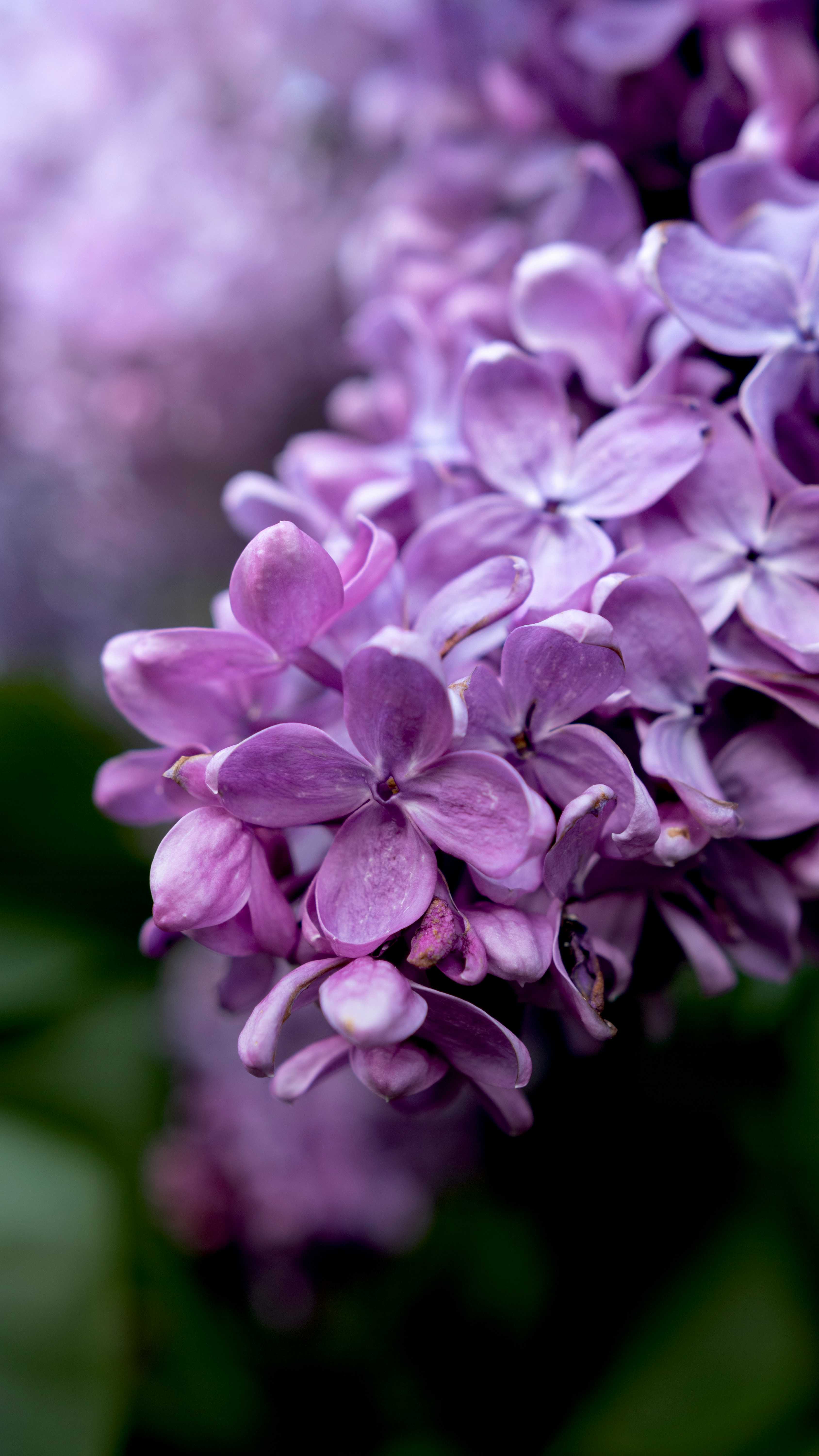 lilacs, flowers, love, amour, beauty