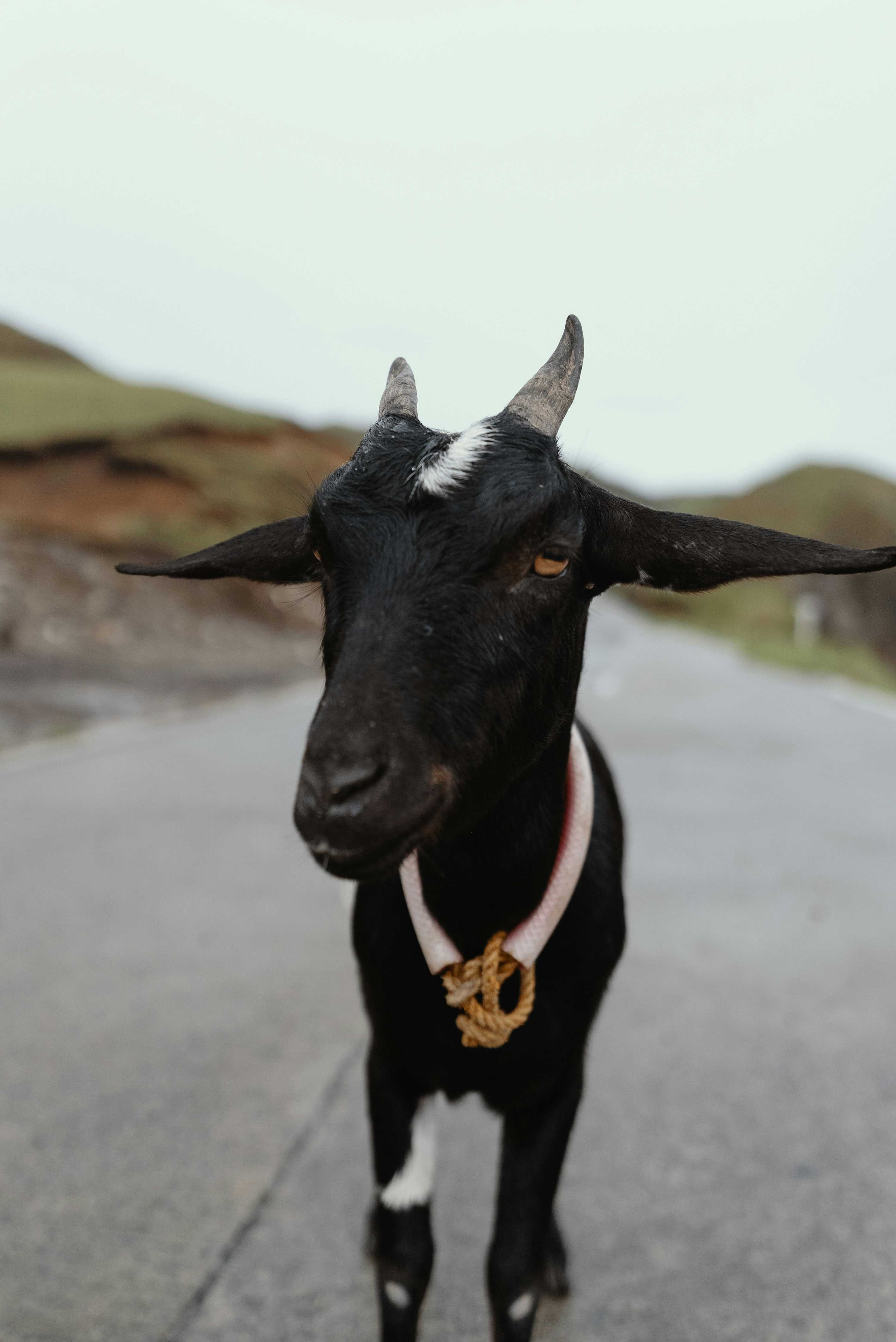 RUST IN PEACE【L】BLACK G.O.A.T Loose goat in Detroit causes delightful chaos you have to see for