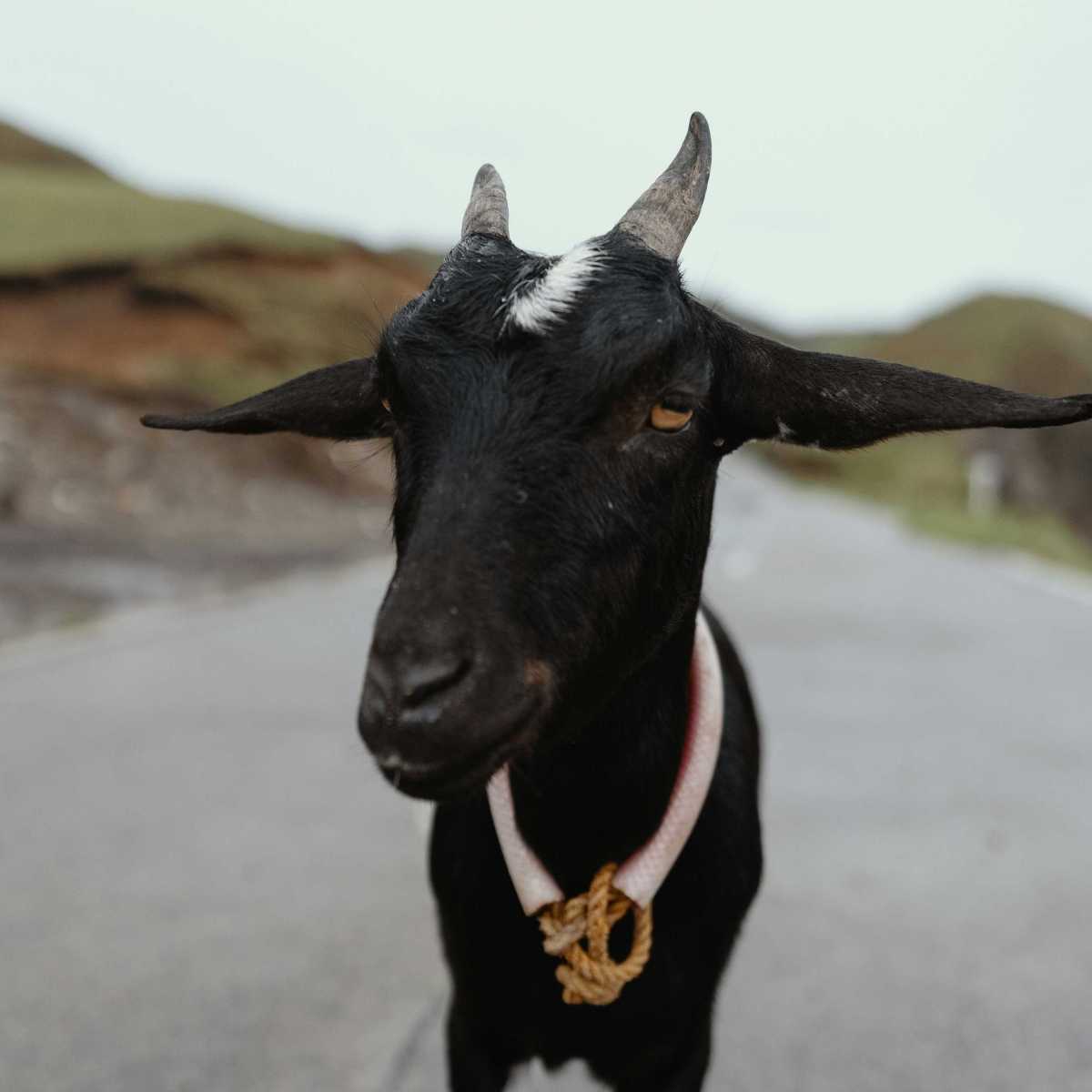 Loose goat in Detroit causes delightful chaos you have to see for 