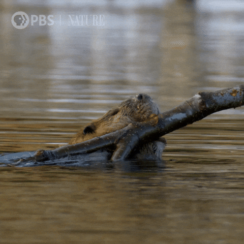beaver, dam, dam building, nature, ecosystem