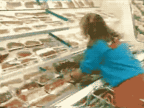 grocery shopping, groceries, food budget, saving money, buying bulk