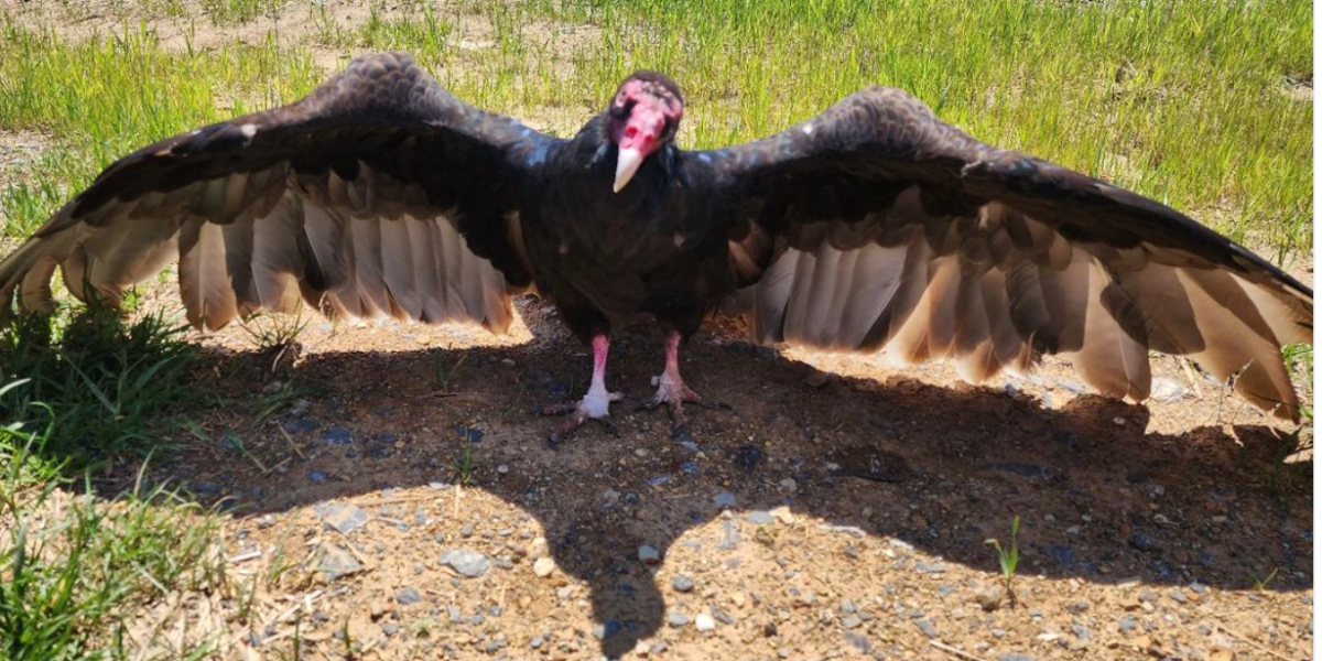 George is everyone's favorite turkey vulture online - Upworthy