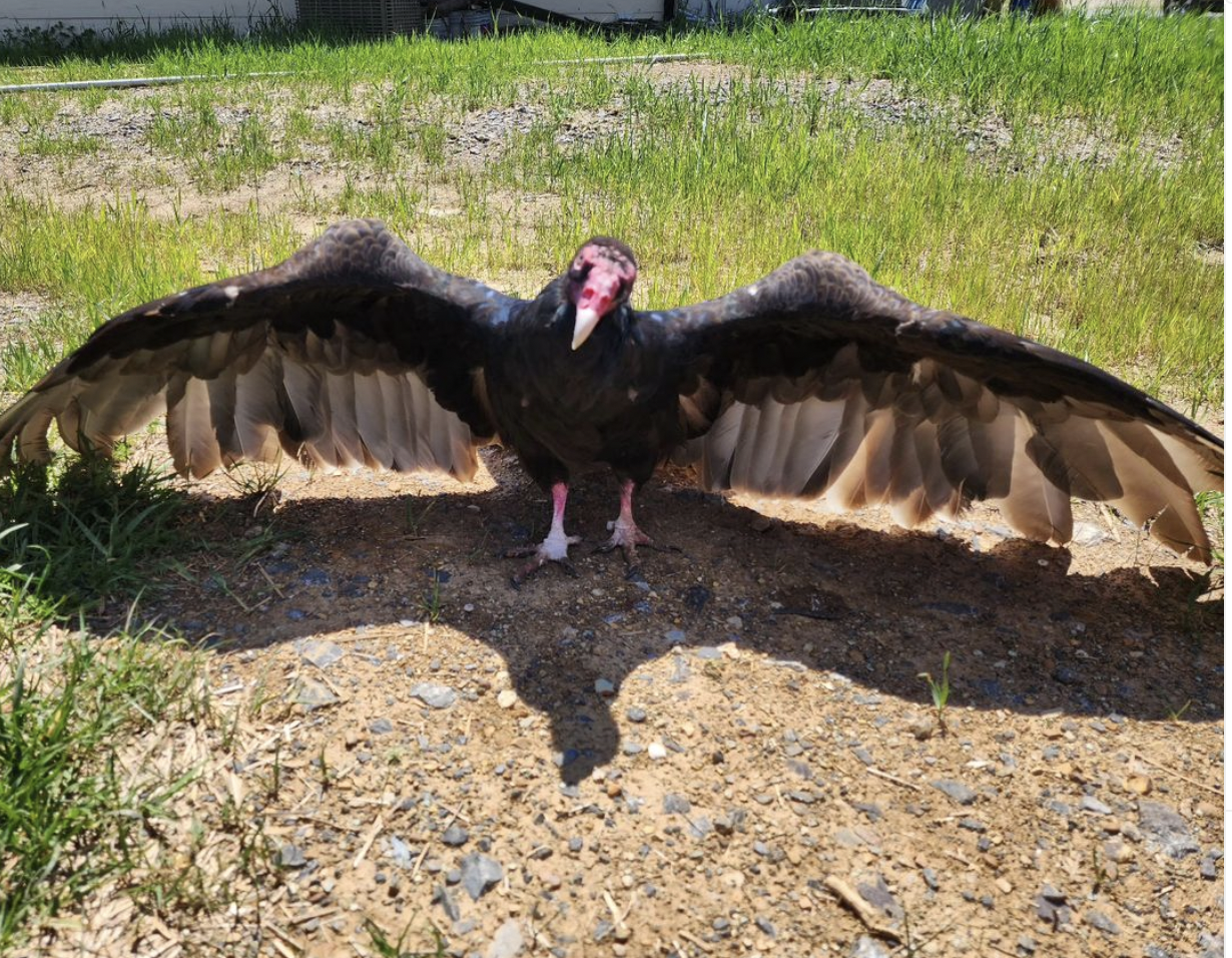 George is everyone's favorite turkey vulture online - Upworthy