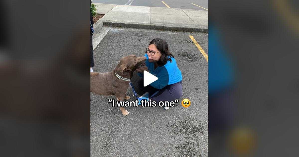 dog, senior dog, rescue dog, adopted animals, pet grief