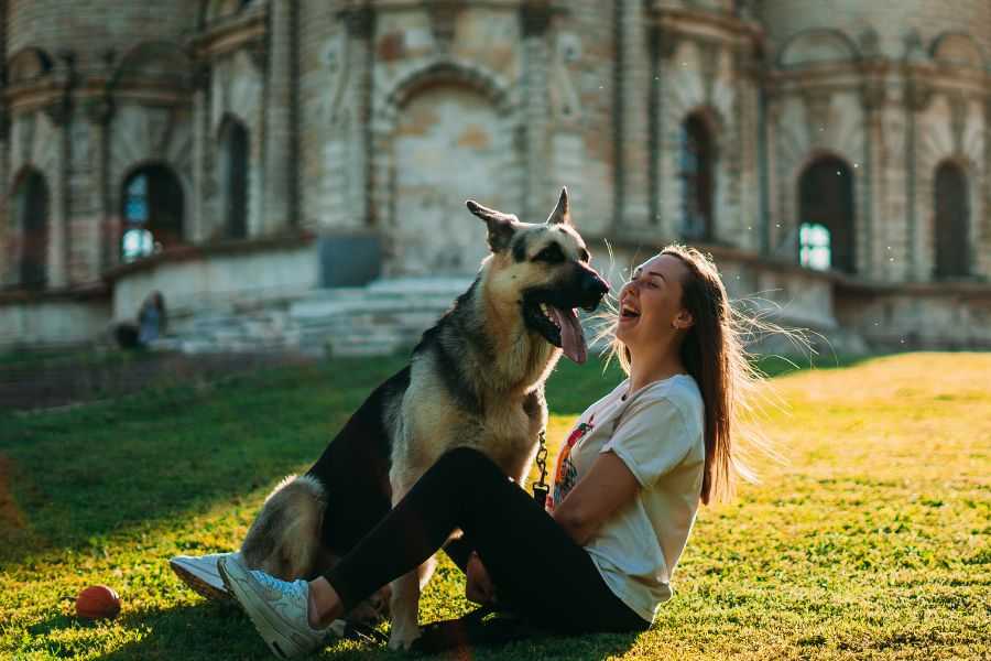 dogs; man's best friend; introverts; extroverts; dog breeds; calm dogs; happy dogs