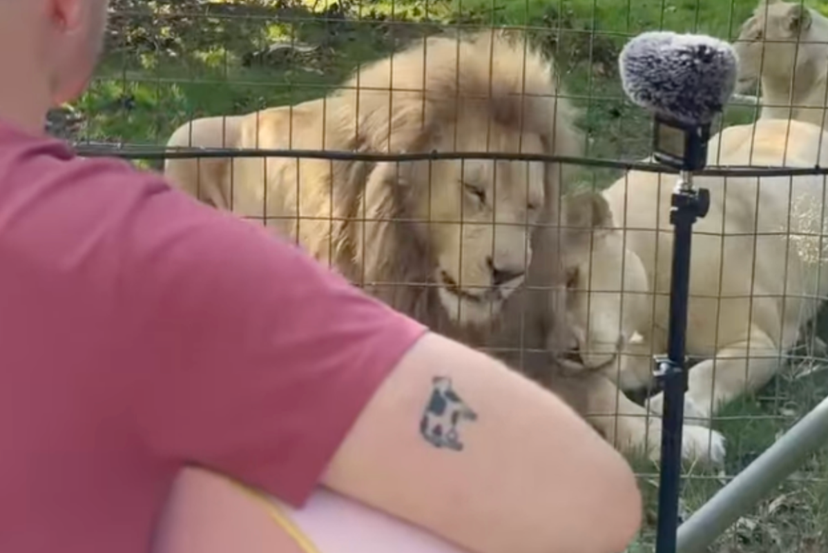 animals, music, music for animals, lions, science, nature