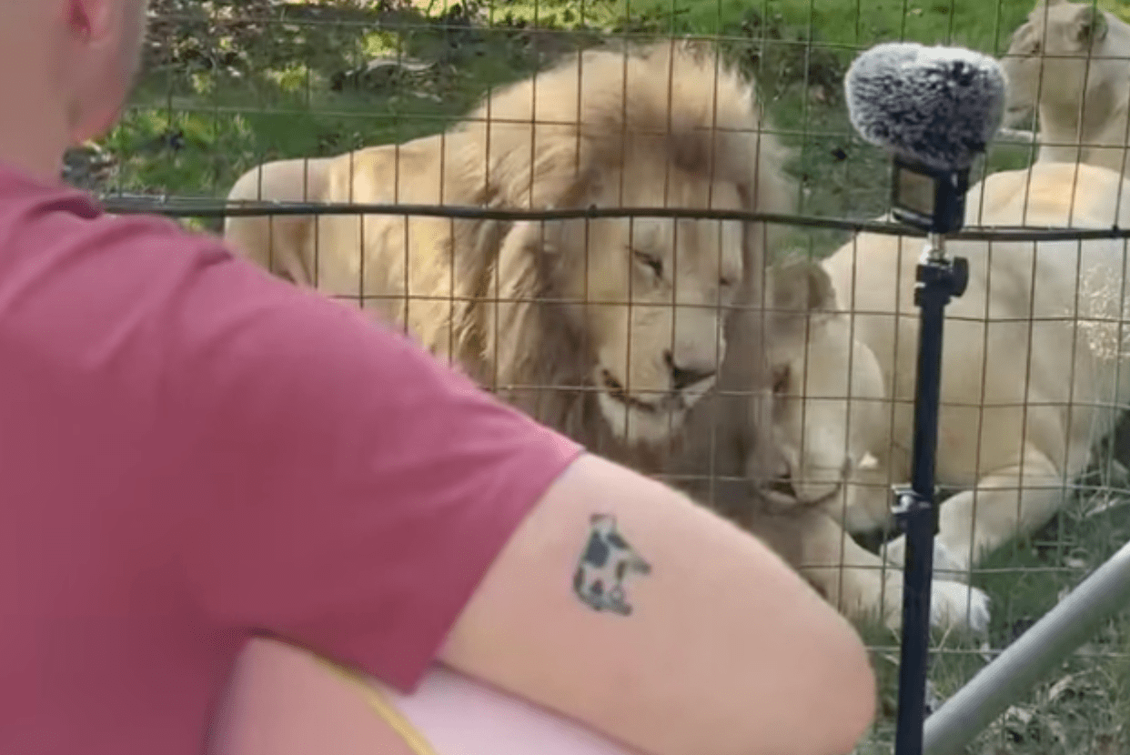 animals, music, music for animals, lions, science, nature
