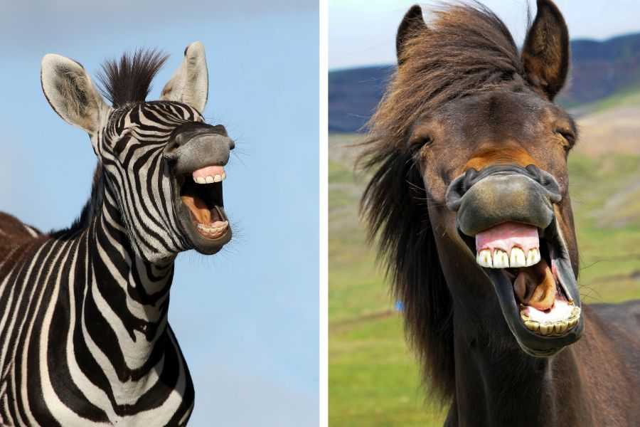 domesticated animals, wild animals, horse, zebra, pets, zoology, animal video, animals, science, exotic pets