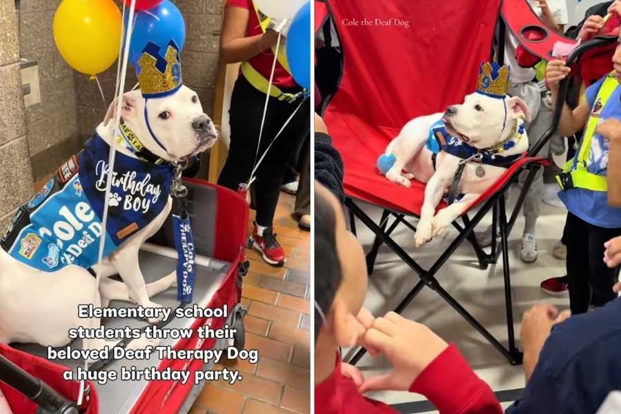 dog, rescue dog, animals, pets, cole the deaf dog