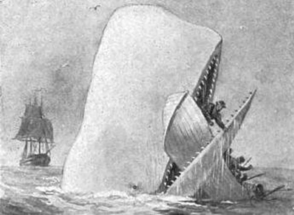 whales, Moby Dick, poaching endangered species, sperm whale, old drawing, whalers