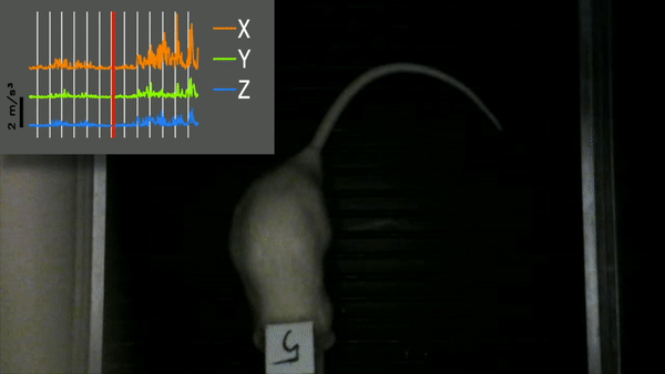 Lady Gaga; rats; music; research; dancing rats