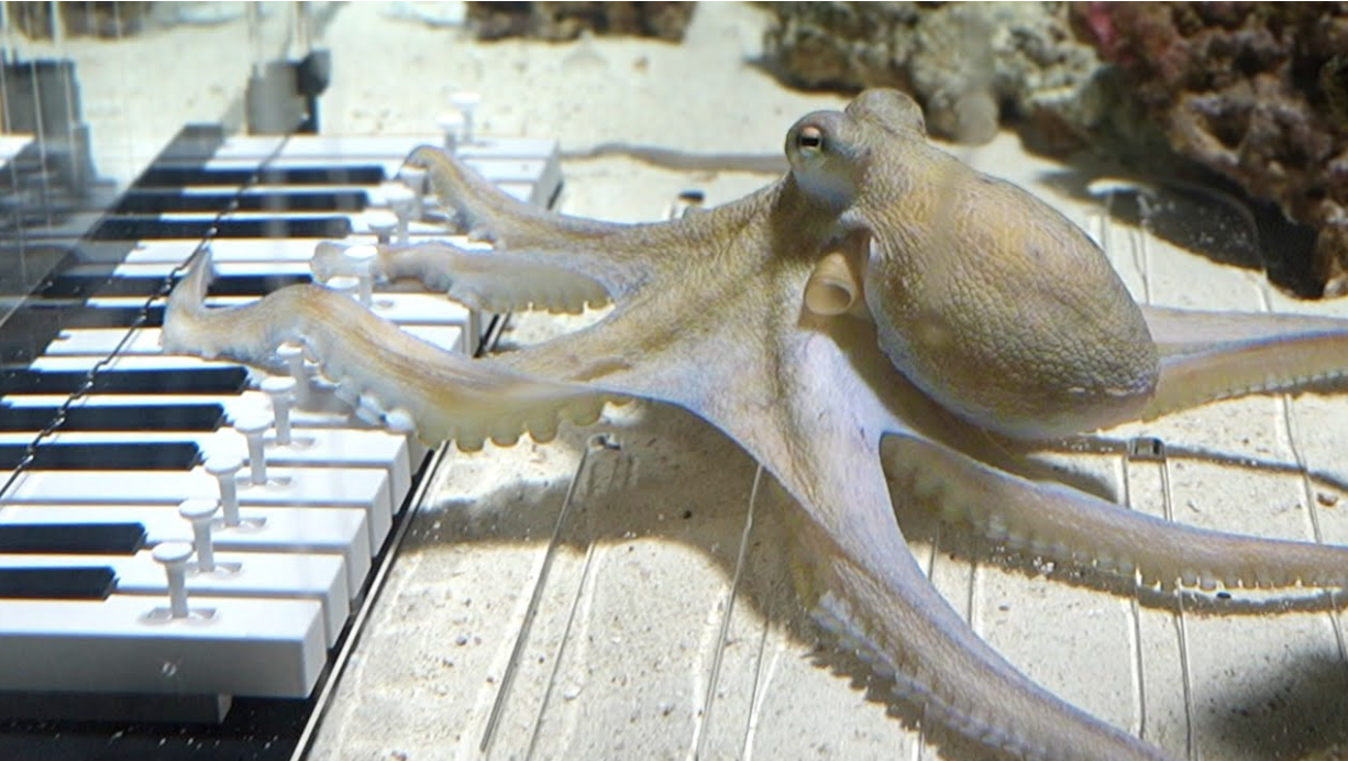 octopus, piano, intelligence, funny animal stories, science