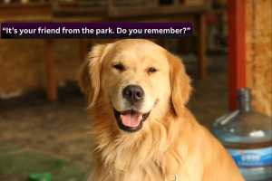 golden retriever, dogs, dog head tilt, cute dogs, dog videos