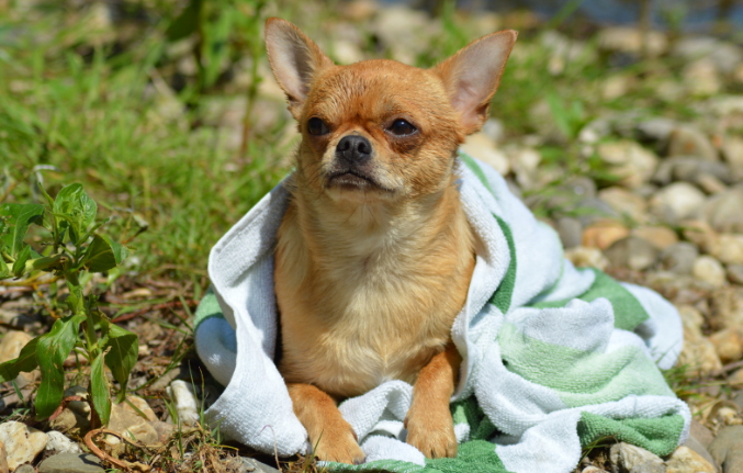 chihuahua, dog, small dog, dog in a blanket, rescue dog, pets