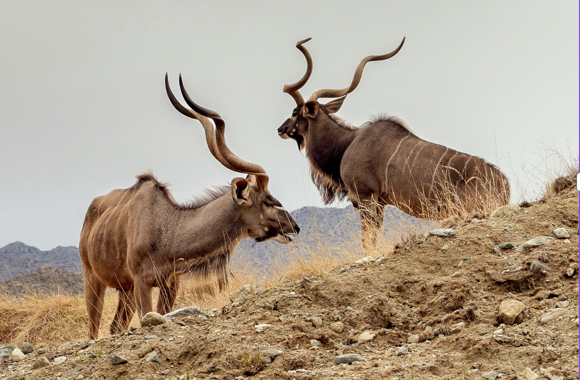 domesticated animals, wild animals, horse, zebra, pets, zoology, animal video, animals, science, exotic pets