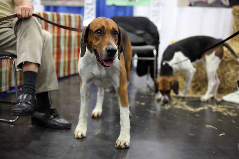 dogs, dog breeds, akc, akc breed rankings, most popular dogs, pets, family pets, english foxhound