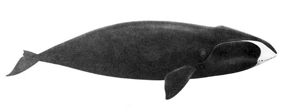 bowhead whales, whaling, whaling history, ancient whales, balaena mysticetus, baleen whales