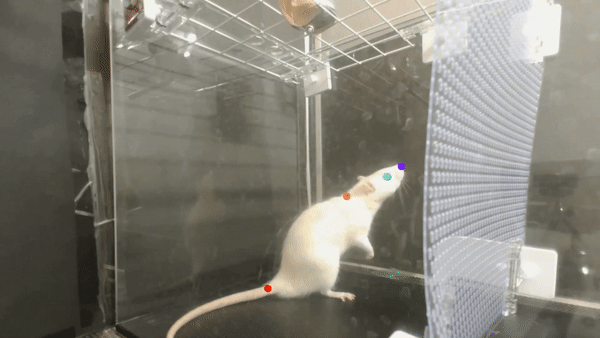Lady Gaga; rats; music; research; dancing rats
