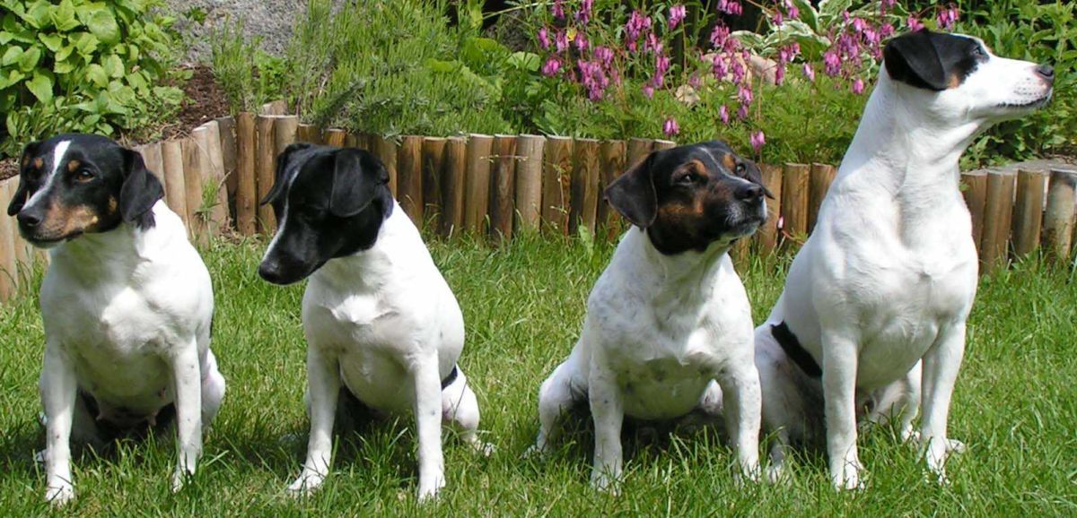 danish-swedish farmdog, dog, akc
