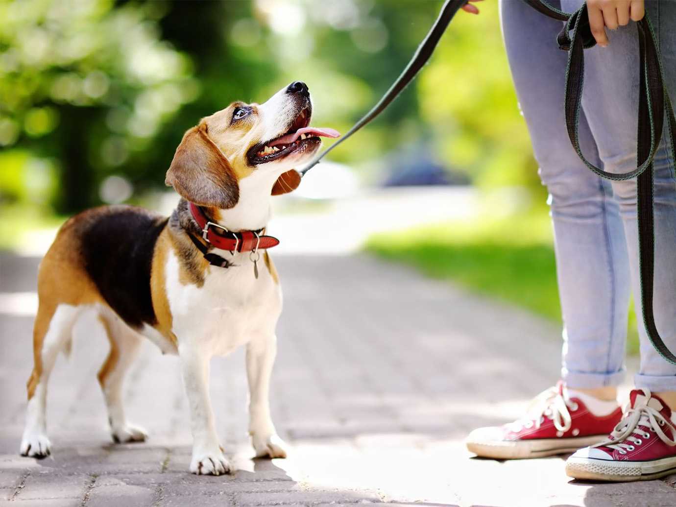 stress relief, therapist, morning walks, friendly neighbor, therapy session, dogs, beagle, pet owner