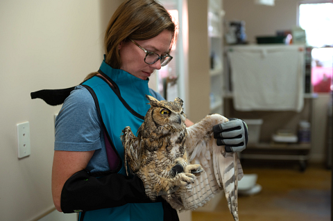 owl, great horned owl, wildlife rescue, wildlife rehabilitation, Best Friends Animal Sanctuary