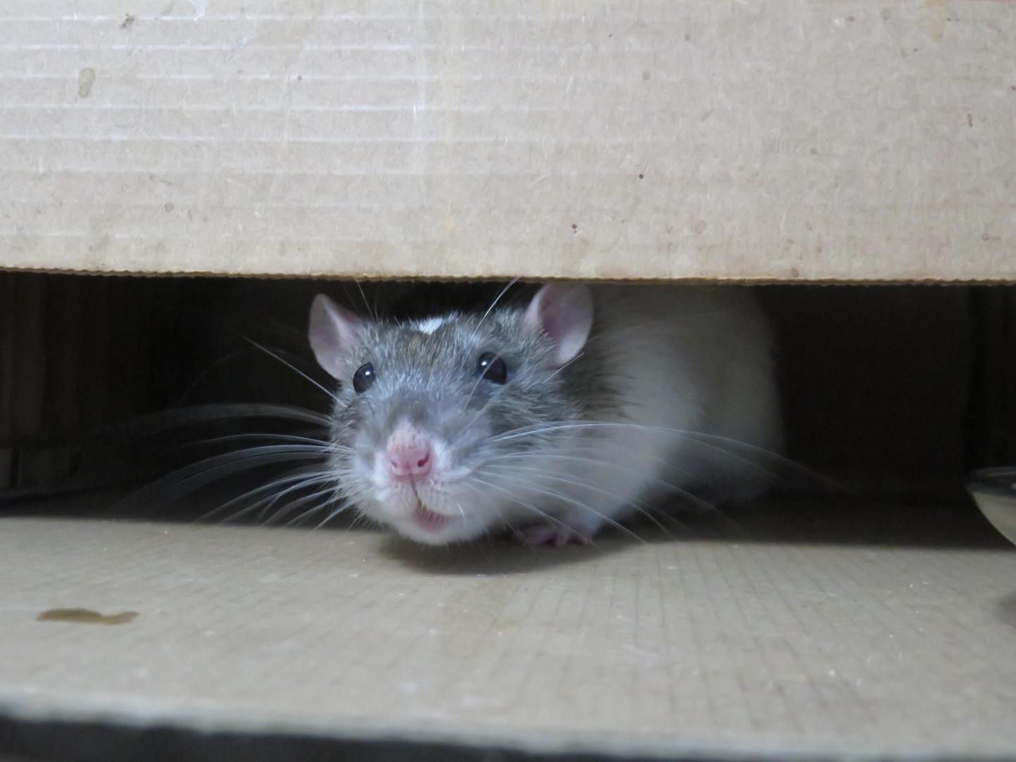 Lady Gaga; rats; music; research; dancing rats
