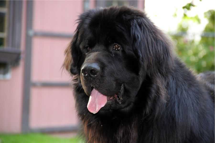 dogs; man's best friend; introverts; extroverts; dog breeds; calm dogs; happy dogs