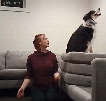 pets, community, trust exercise, marbles, friendship, emotional health, exercise