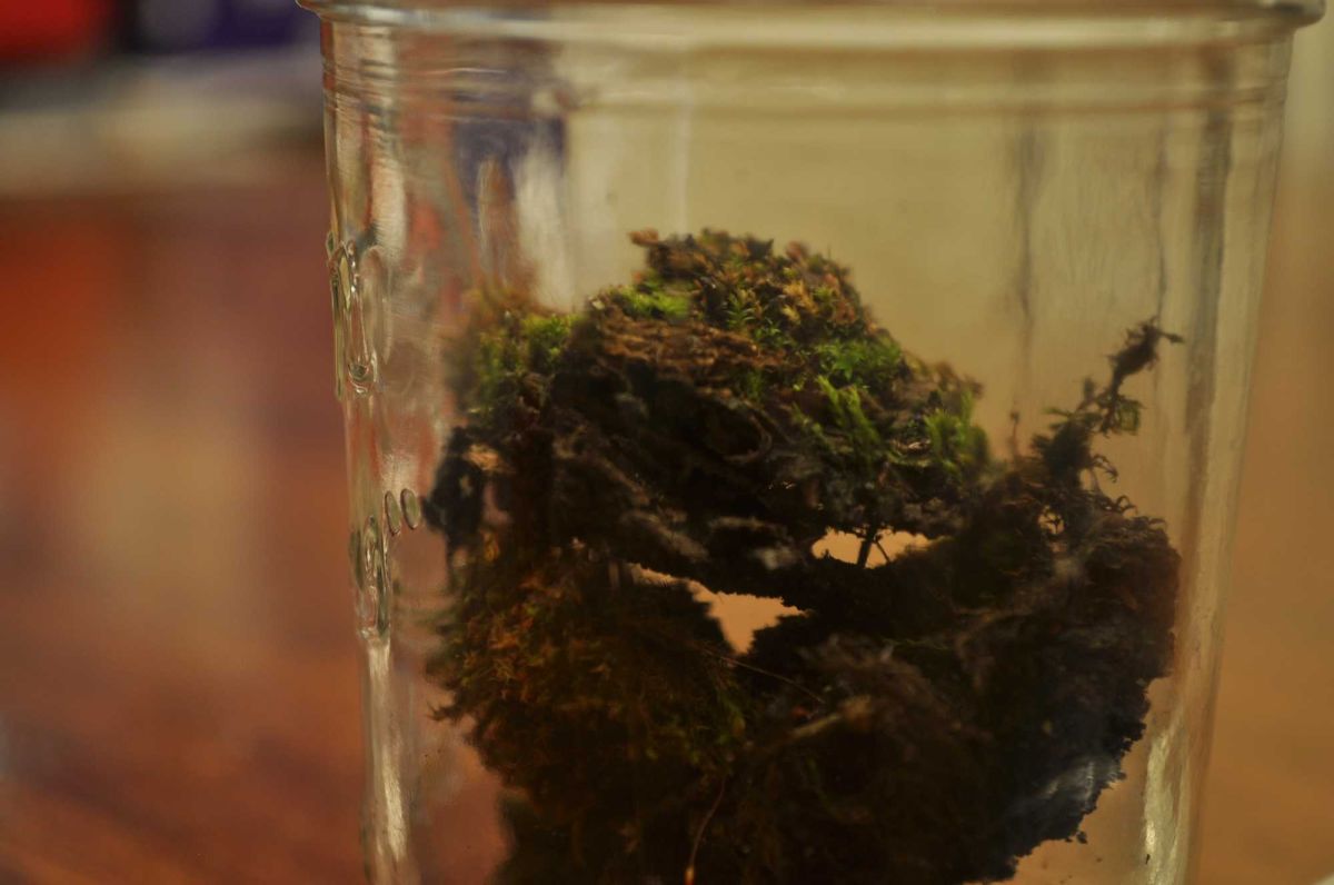 science, botany, plants, seeds, biodiversity, farming, crops, food supply, experiments, scientists