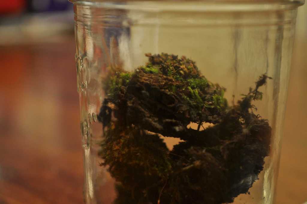 In 1879 a scientist buried bottles filled with seeds. Every 20 years, one is dug up and studied.