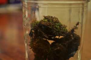 science, botany, plants, seeds, biodiversity, farming, crops, food supply, experiments, scientists
