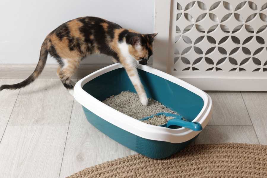 cats, pets, cat box, litter box, cat owners