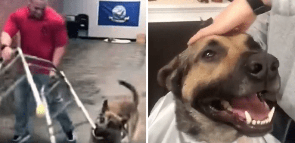 service dog, service dog test, career change dog, ryker service dog, dog training, funny dog videos