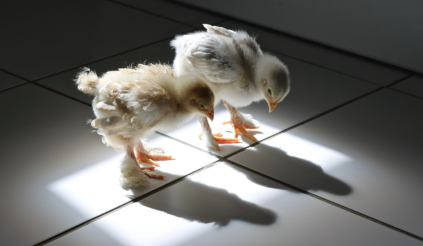 comedy pet photo awards, funny pet photos, pets, animals, humor